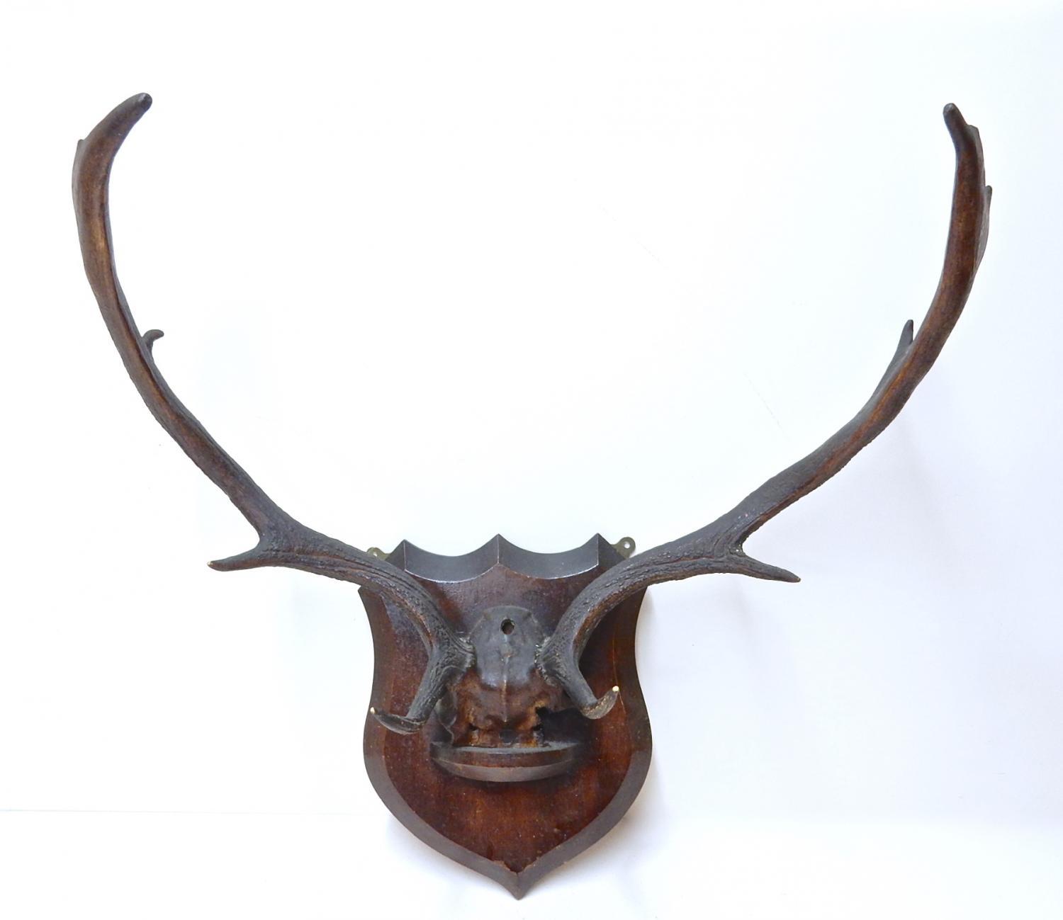 Mounted C19th Antlers